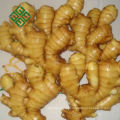 chinese mature ginger fresh ginger importers
